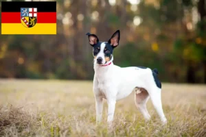 Mehr über den Artikel erfahren Rat Terrier Züchter und Welpen im Saarland