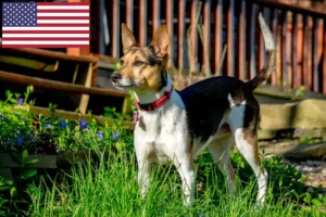 Mehr über den Artikel erfahren Rat Terrier Züchter und Welpen in den USA