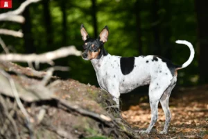 Mehr über den Artikel erfahren Ratonero Valenciano Züchter und Welpen in Hamburg