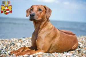 Mehr über den Artikel erfahren Rhodesian Ridgeback Züchter und Welpen in Kärnten