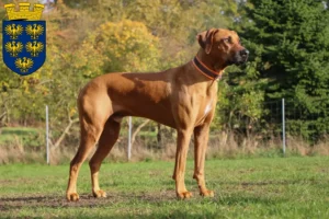 Mehr über den Artikel erfahren Rhodesian Ridgeback Züchter und Welpen in Niederösterreich