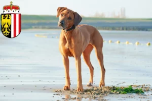 Mehr über den Artikel erfahren Rhodesian Ridgeback Züchter und Welpen in Oberösterreich