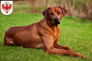 Mehr über den Artikel erfahren Rhodesian Ridgeback Züchter und Welpen in Tirol