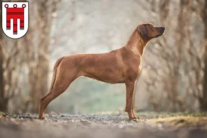 Mehr über den Artikel erfahren Rhodesian Ridgeback Züchter und Welpen in Vorarlberg