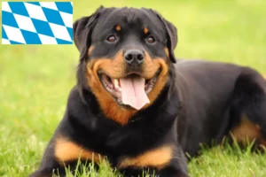 Mehr über den Artikel erfahren Rottweiler Züchter und Welpen in Bayern