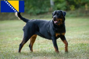 Mehr über den Artikel erfahren Rottweiler Züchter und Welpen in Bosnien und Herzegowina