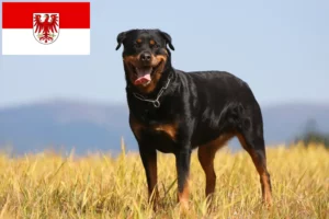 Mehr über den Artikel erfahren Rottweiler Züchter und Welpen in Brandenburg