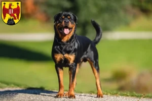 Mehr über den Artikel erfahren Rottweiler Züchter und Welpen im Burgenland