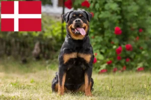 Mehr über den Artikel erfahren Rottweiler Züchter und Welpen in Dänemark