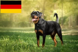 Mehr über den Artikel erfahren Rottweiler Züchter und Welpen in Deutschland