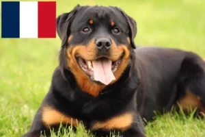 Mehr über den Artikel erfahren Rottweiler Züchter und Welpen in Frankreich