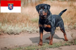 Mehr über den Artikel erfahren Rottweiler Züchter und Welpen in Hessen