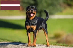 Mehr über den Artikel erfahren Rottweiler Züchter und Welpen in Lettland