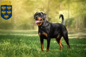 Mehr über den Artikel erfahren Rottweiler Züchter und Welpen in Niederösterreich