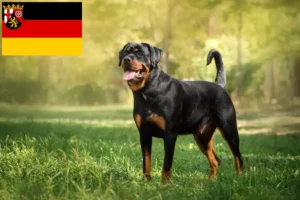 Mehr über den Artikel erfahren Rottweiler Züchter und Welpen in Rheinland-Pfalz
