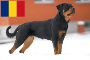 Mehr über den Artikel erfahren Rottweiler Züchter und Welpen in Rumänien