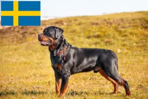 Mehr über den Artikel erfahren Rottweiler Züchter und Welpen in Schweden