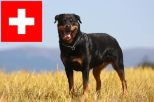 Mehr über den Artikel erfahren Rottweiler Züchter und Welpen in der Schweiz