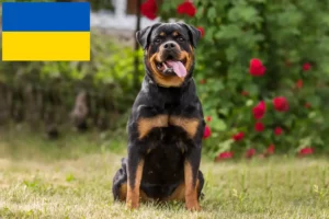 Mehr über den Artikel erfahren Rottweiler Züchter und Welpen in der Ukraine