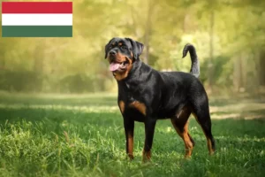 Mehr über den Artikel erfahren Rottweiler Züchter und Welpen in Ungarn
