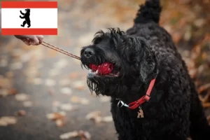 Mehr über den Artikel erfahren Russischer Schwarzer Terrier Züchter und Welpen in Berlin