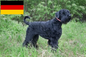 Mehr über den Artikel erfahren Russischer Schwarzer Terrier Züchter und Welpen in Deutschland