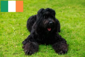 Mehr über den Artikel erfahren Russischer Schwarzer Terrier Züchter und Welpen in Irland