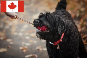 Mehr über den Artikel erfahren Russischer Schwarzer Terrier Züchter und Welpen in Kanada