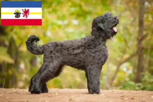 Mehr über den Artikel erfahren Russischer Schwarzer Terrier Züchter und Welpen in Mecklenburg-Vorpommern