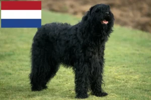 Mehr über den Artikel erfahren Russischer Schwarzer Terrier Züchter und Welpen in den Niederlanden