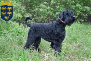Mehr über den Artikel erfahren Russischer Schwarzer Terrier Züchter und Welpen in Niederösterreich