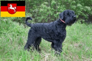Mehr über den Artikel erfahren Russischer Schwarzer Terrier Züchter und Welpen in Niedersachsen