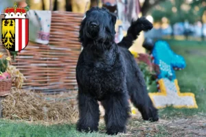 Mehr über den Artikel erfahren Russischer Schwarzer Terrier Züchter und Welpen in Oberösterreich