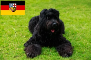 Mehr über den Artikel erfahren Russischer Schwarzer Terrier Züchter und Welpen im Saarland