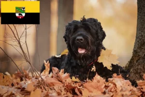 Mehr über den Artikel erfahren Russischer Schwarzer Terrier Züchter und Welpen in Sachsen-Anhalt