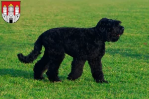 Mehr über den Artikel erfahren Russischer Schwarzer Terrier Züchter und Welpen in Salzburg