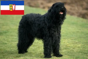 Mehr über den Artikel erfahren Russischer Schwarzer Terrier Züchter und Welpen in Schleswig-Holstein