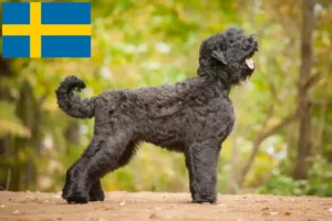 Mehr über den Artikel erfahren Russischer Schwarzer Terrier Züchter und Welpen in Schweden