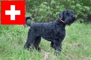 Mehr über den Artikel erfahren Russischer Schwarzer Terrier Züchter und Welpen in der Schweiz