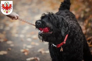 Mehr über den Artikel erfahren Russischer Schwarzer Terrier Züchter und Welpen in Tirol