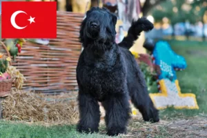 Mehr über den Artikel erfahren Russischer Schwarzer Terrier Züchter und Welpen in der Türkei