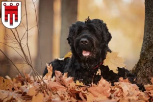 Mehr über den Artikel erfahren Russischer Schwarzer Terrier Züchter und Welpen in Vorarlberg