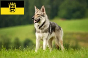 Mehr über den Artikel erfahren Saarloos-Wolfhund Züchter und Welpen in Baden-Württemberg