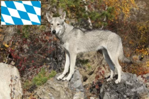 Mehr über den Artikel erfahren Saarloos-Wolfhund Züchter und Welpen in Bayern