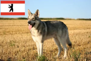 Mehr über den Artikel erfahren Saarloos-Wolfhund Züchter und Welpen in Berlin