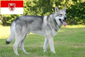 Mehr über den Artikel erfahren Saarloos-Wolfhund Züchter und Welpen in Brandenburg