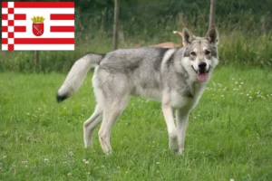 Mehr über den Artikel erfahren Saarloos-Wolfhund Züchter und Welpen in Bremen