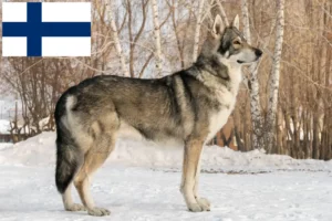 Mehr über den Artikel erfahren Saarloos-Wolfhund Züchter und Welpen in Finnland