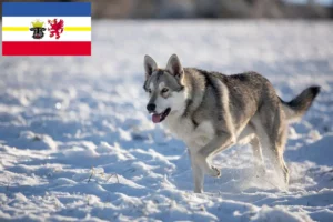 Mehr über den Artikel erfahren Saarloos-Wolfhund Züchter und Welpen in Mecklenburg-Vorpommern