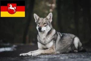 Mehr über den Artikel erfahren Saarloos-Wolfhund Züchter und Welpen in Niedersachsen